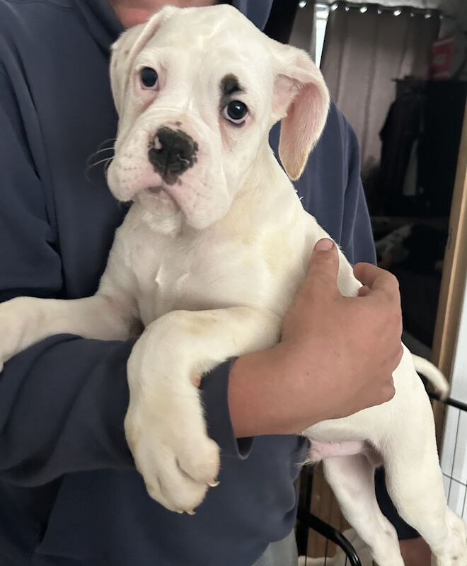 1 stunning white male Boxer pup for sale in Kidderminster, Worcestershire