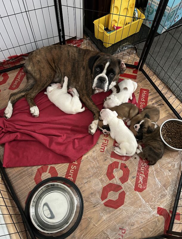 1 stunning white male Boxer pup for sale in Kidderminster, Worcestershire - Image 2