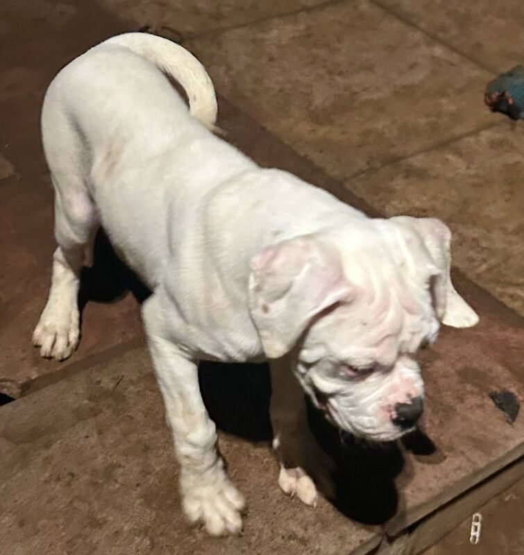 1 stunning white male Boxer pup for sale in Kidderminster, Worcestershire - Image 3