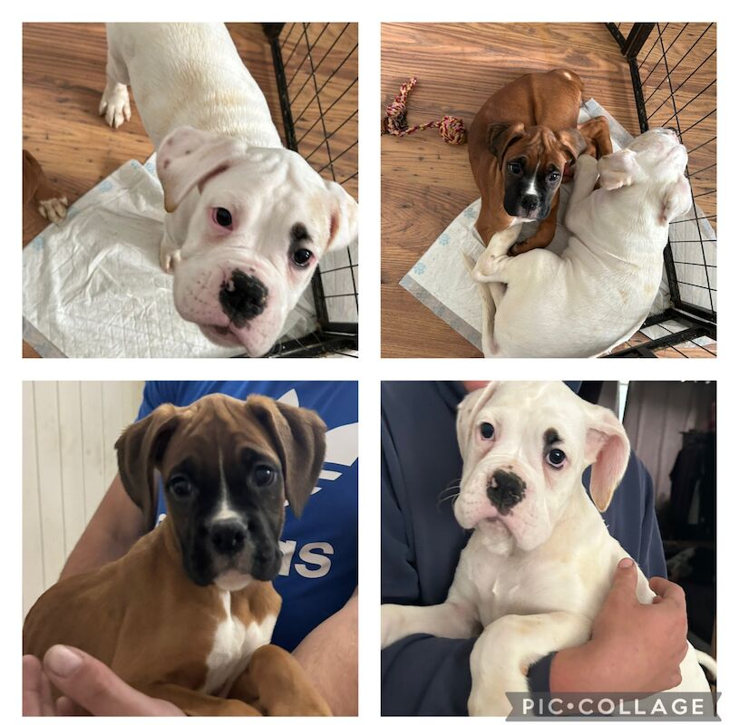 1 stunning white male Boxer pup for sale in Kidderminster, Worcestershire - Image 4