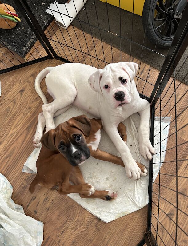 1 stunning white male Boxer pup for sale in Kidderminster, Worcestershire - Image 5