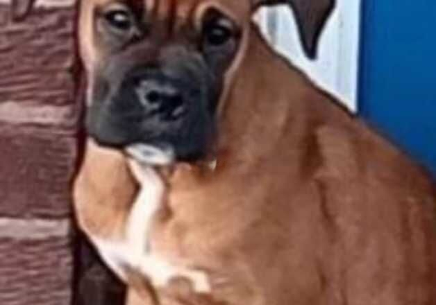 15 week old boxer for sale in Ashton-Under-Lyne, Greater Manchester