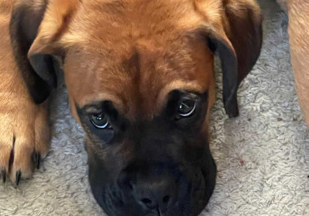 15 week old boxer for sale in Ashton-Under-Lyne, Greater Manchester - Image 2