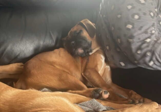 15 week old boxer pup for sale in Ashton-Under-Lyne, Greater Manchester - Image 2