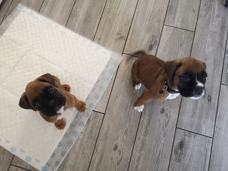 ***2 BEAUTIFUL BOXER BOYS LEFT*** for sale in Isle of Anglesey