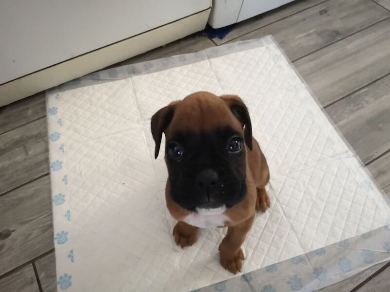 ***2 BEAUTIFUL BOXER BOYS LEFT*** for sale in Isle of Anglesey - Image 2