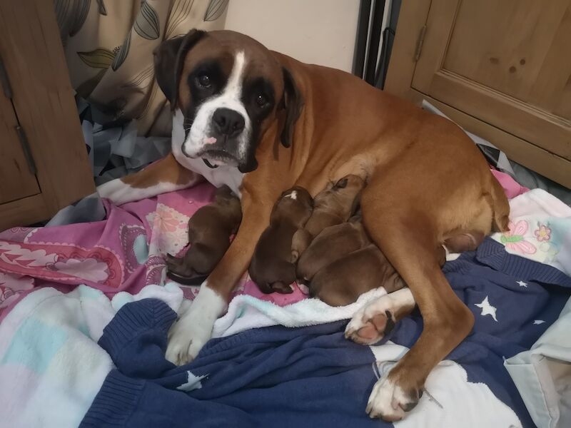 ***2 BEAUTIFUL BOXER BOYS LEFT*** for sale in Isle of Anglesey - Image 8