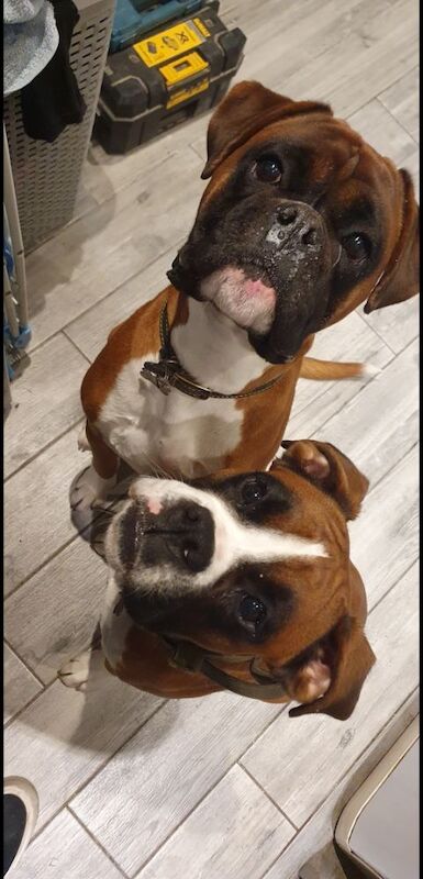 ***2 BEAUTIFUL BOXER BOYS LEFT*** for sale in Isle of Anglesey - Image 9