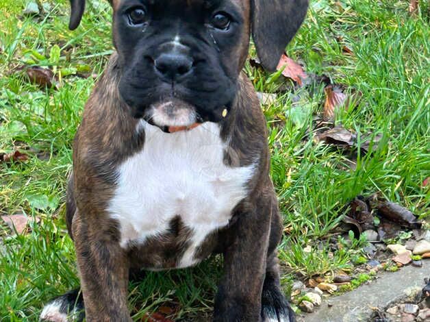 2 boxer puppies for sale in Dereham, Norfolk