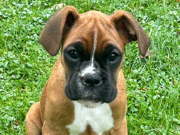 2 boxer puppies for sale in Dereham, Norfolk - Image 2