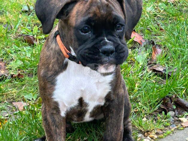 2 boxer puppies for sale in Dereham, Norfolk - Image 3