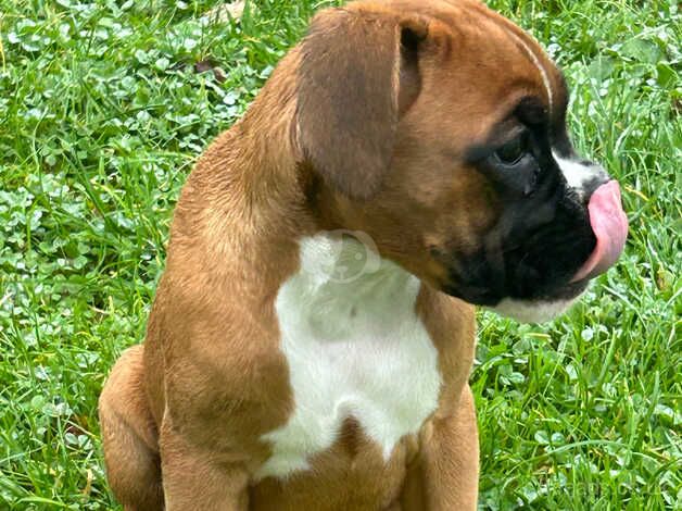 2 boxer puppies for sale in Dereham, Norfolk - Image 4