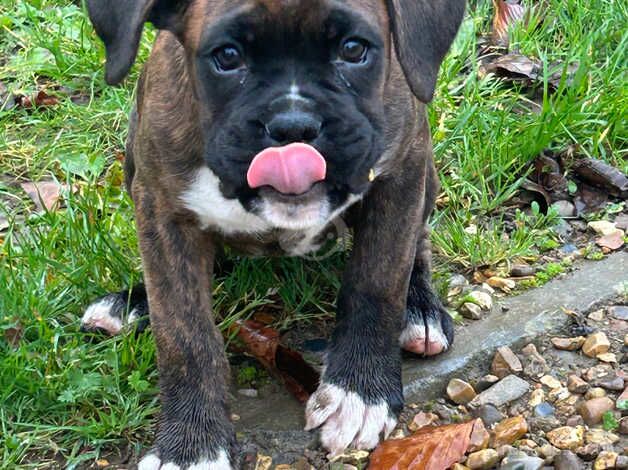 2 boxer puppies for sale in Dereham, Norfolk - Image 5