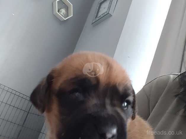 2 female boxer puppies left for sale in Ashton, Inverclyde