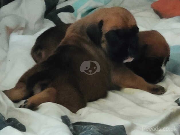 2 female boxer puppies left for sale in Ashton, Inverclyde - Image 3