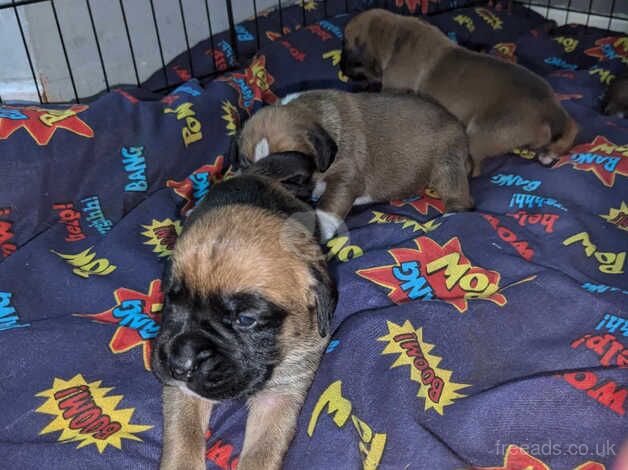 2 female boxer puppies left for sale in Ashton, Inverclyde - Image 5