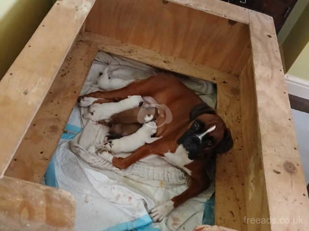 3 beautiful white puppies for sale in Leeds, West Yorkshire