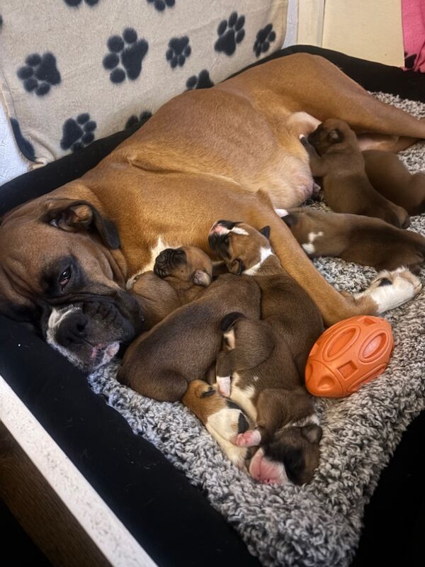 7 beautiful boxer puppies for sale in Ilkeston, Derbyshire