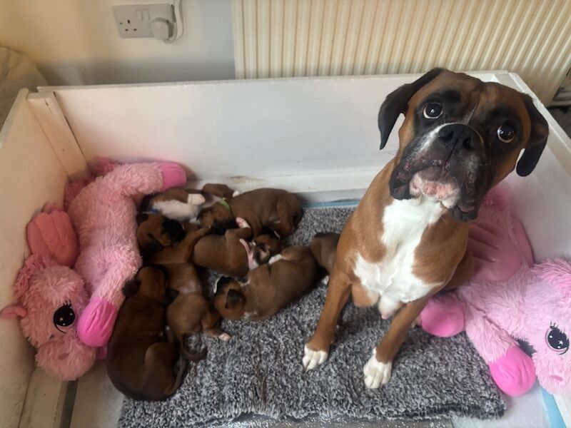 7 beautiful boxer puppies for sale in Ilkeston, Derbyshire - Image 3