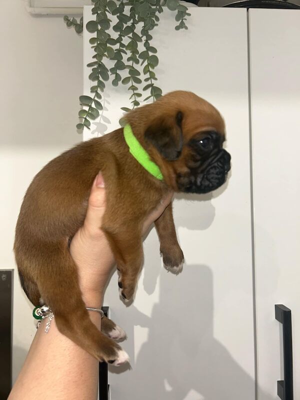 7 beautiful boxer puppies for sale in Ilkeston, Derbyshire - Image 4