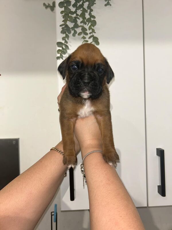 7 beautiful boxer puppies for sale in Ilkeston, Derbyshire - Image 5