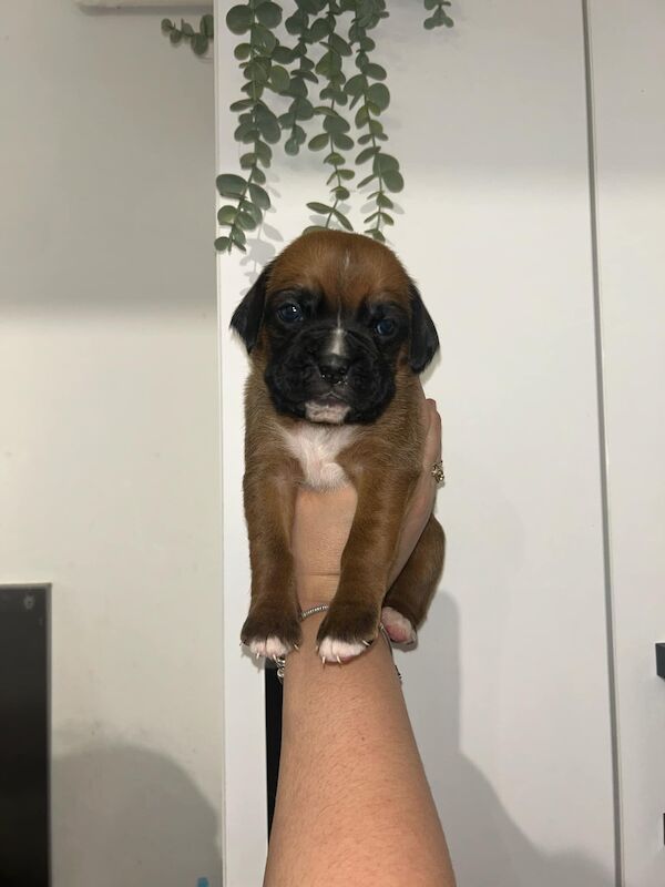 7 beautiful boxer puppies for sale in Ilkeston, Derbyshire - Image 9