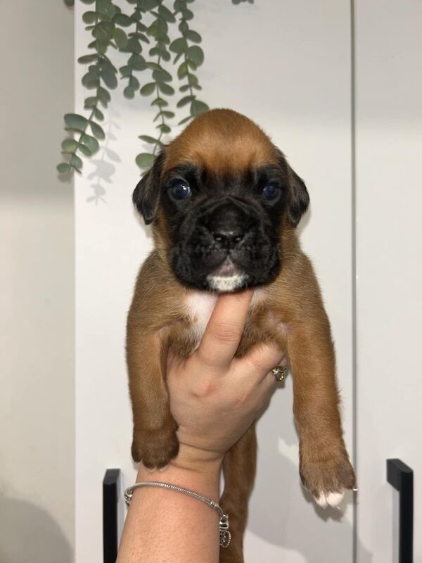 7 beautiful boxer puppies for sale in Ilkeston, Derbyshire - Image 11