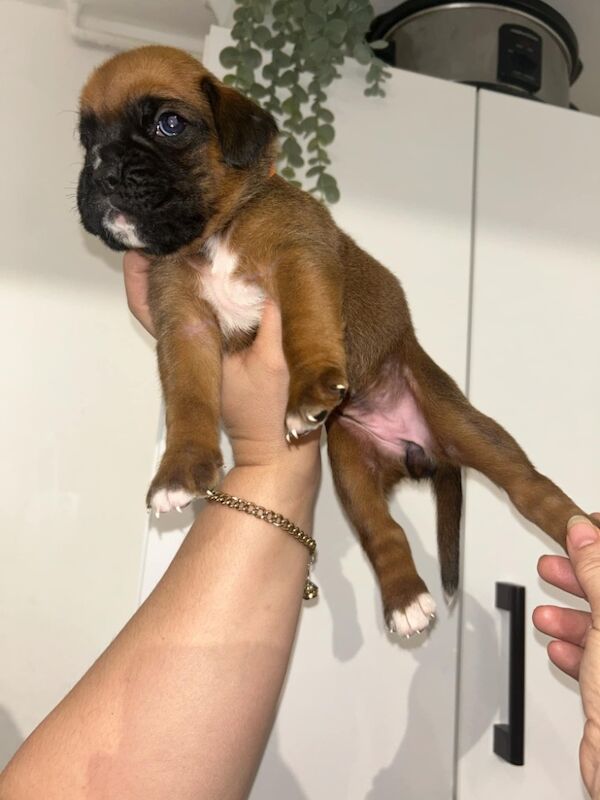 7 beautiful boxer puppies for sale in Ilkeston, Derbyshire - Image 13