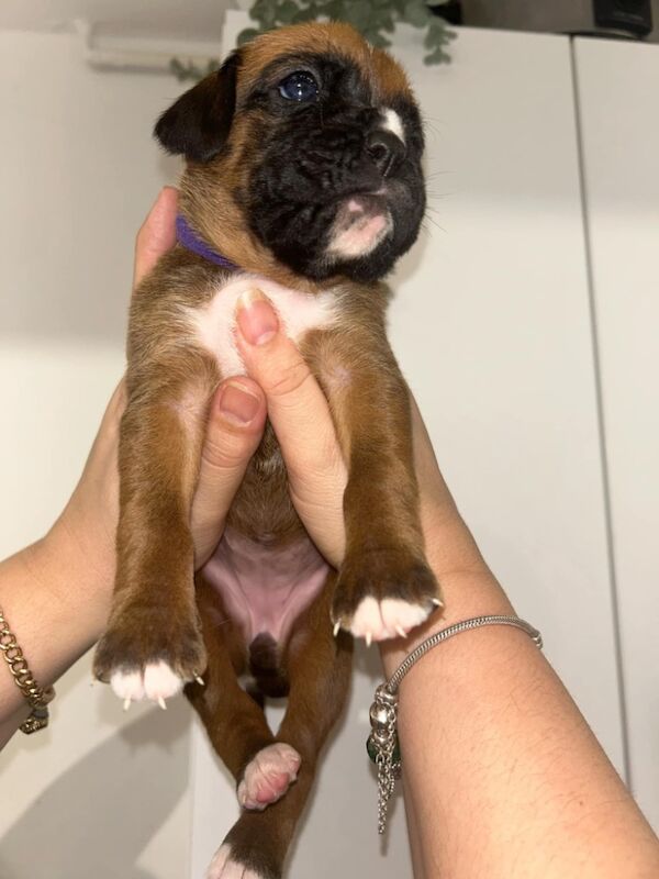 7 beautiful boxer puppies for sale in Ilkeston, Derbyshire - Image 14