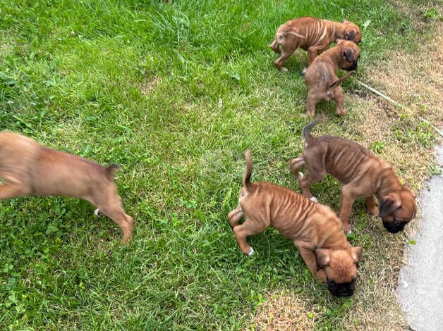 7 weeks old boxer puppies,only boys left for sale in Bristol