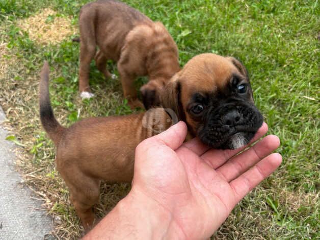 7 weeks old boxer puppies,only boys left for sale in Bristol - Image 2