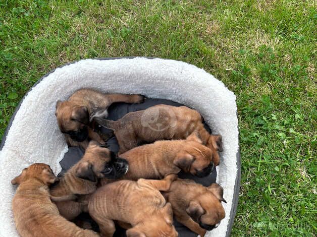 7 weeks old boxer puppies,only boys left for sale in Bristol - Image 3