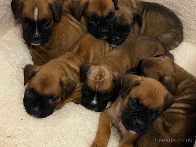 7 weeks old boxer puppies,only boys left for sale in Bristol - Image 4