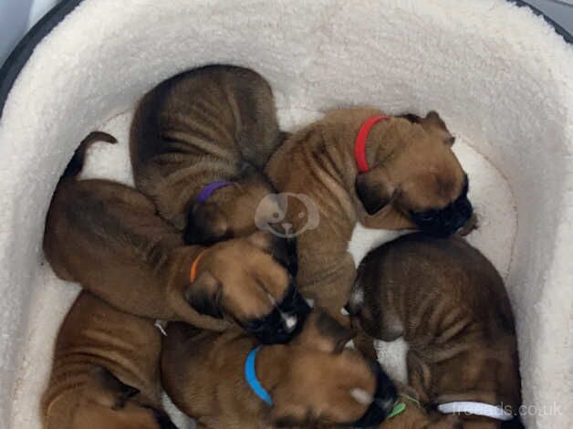 7 weeks old boxer puppies,only boys left for sale in Bristol - Image 5