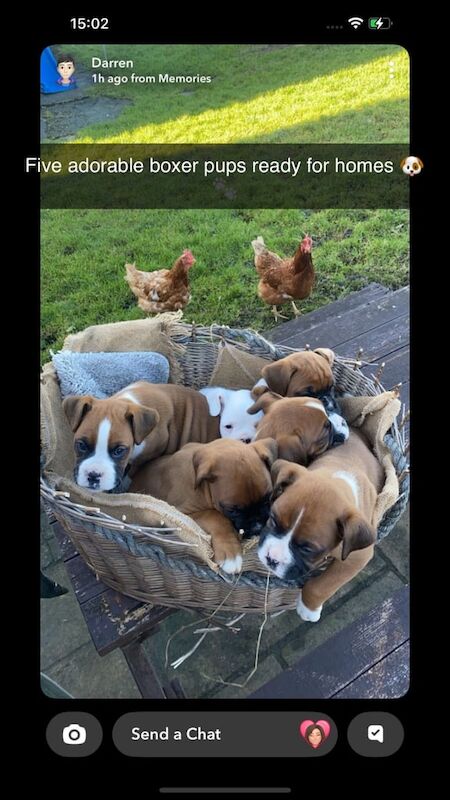 Adorable boxer puppies for sale in Newry, County Armagh