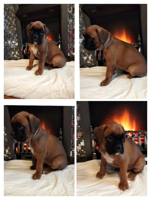 Adorable Boxer Puppies For Sale in Norbury, Greater London