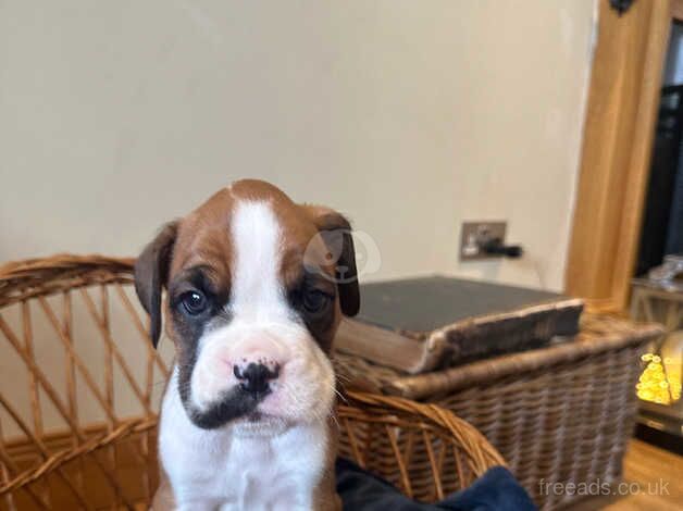 Adorable Boxer Puppies for sale in Beauly, Highland - Image 1