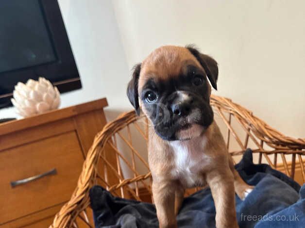 Adorable Boxer Puppies for sale in Beauly, Highland - Image 3