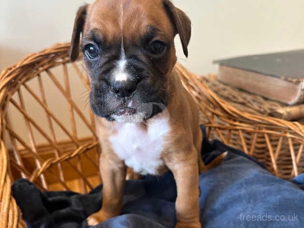 Adorable Boxer Puppies for sale in Beauly, Highland - Image 4