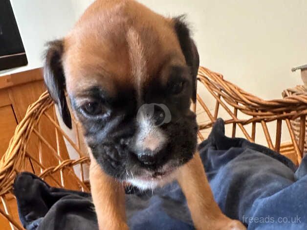 Adorable Boxer Puppies for sale in Beauly, Highland - Image 5