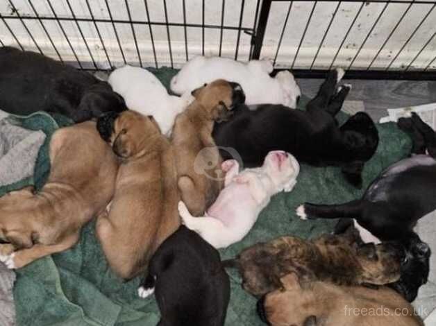 Adorable kc boxer pups long tail and bobtail for sale in Huddersfield, West Yorkshire - Image 1