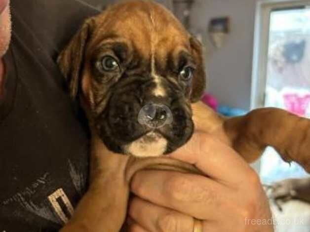 Adorable kc boxer pups long tail and bobtail for sale in Huddersfield, West Yorkshire - Image 3