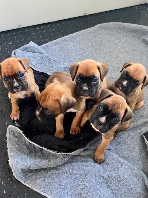 Beautiful 26 champion KC Reg Pups Last Boy Available for sale in Chesterfield, Derbyshire - Image 1