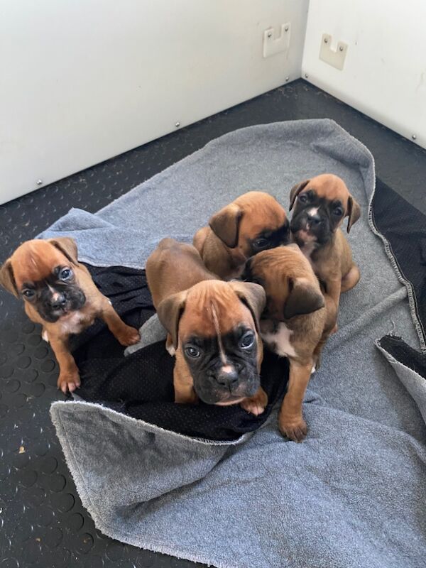 Beautiful 26 champion KC Reg Pups Last Boy Available for sale in Chesterfield, Derbyshire - Image 7