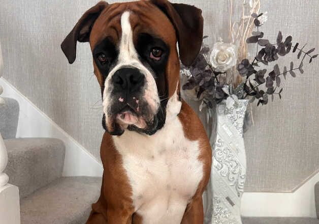 Beautiful Boxer Boy for sale in Bishopton, Renfrewshire