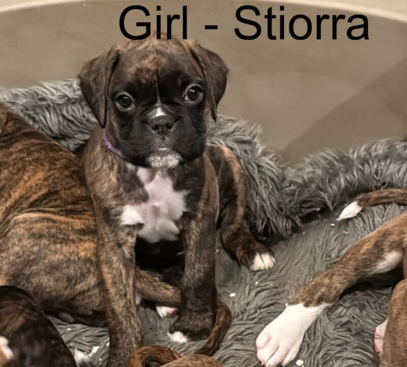 beautiful boxer puppies for sale in Crediton, Devon