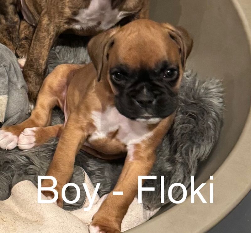 beautiful boxer puppies for sale in Crediton, Devon - Image 2