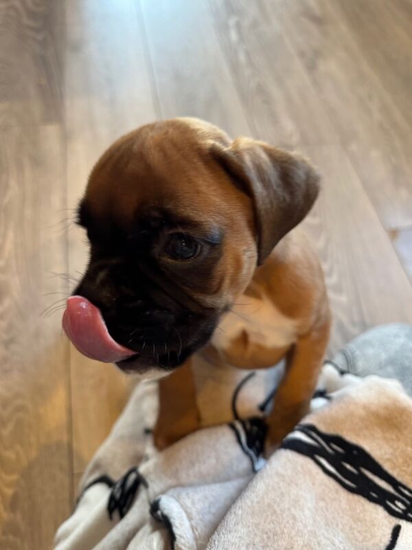 beautiful boxer puppies for sale in Crediton, Devon - Image 3