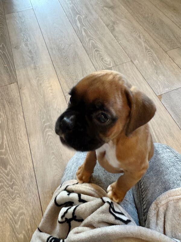 beautiful boxer puppies for sale in Crediton, Devon - Image 4