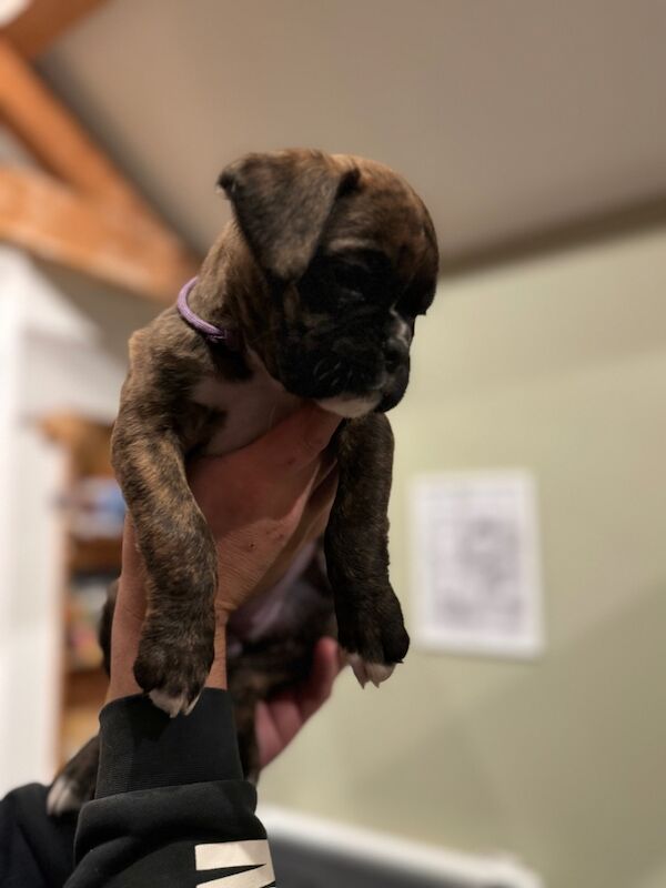 beautiful boxer puppies for sale in Crediton, Devon - Image 5